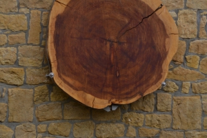 Baumkalender Haus Kramp 04.06.2015