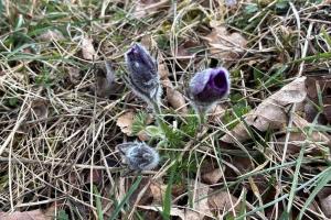 Frühlingsanfang auf dem Bürvenicher Berg. Die Kuhschellenblüte hat begonnen. 15.03.2026