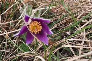 Kuhschellen auf dem Bürvenicher Berg 24.03.2025