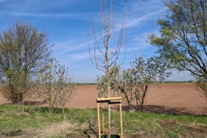 Neues Sinzenicher Bäumchen09.04.2025