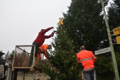 Tannenbaum-2017-14