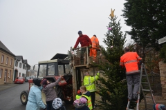 Tannenbaum-2017-17