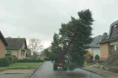 Norbert-1