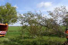 Traubeneiche-20