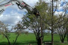 Traubeneiche-37